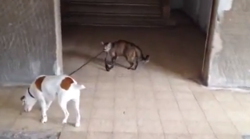 Katt, Hund, Youtube, Viral, Viral succé